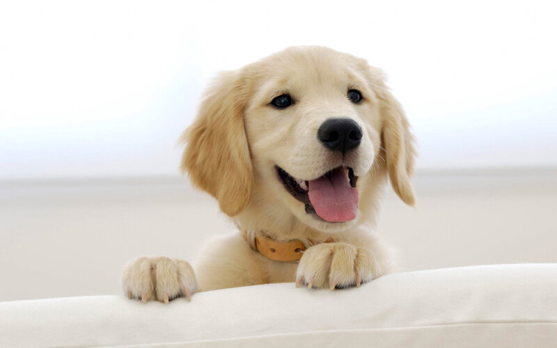 happy golden retriever puppy