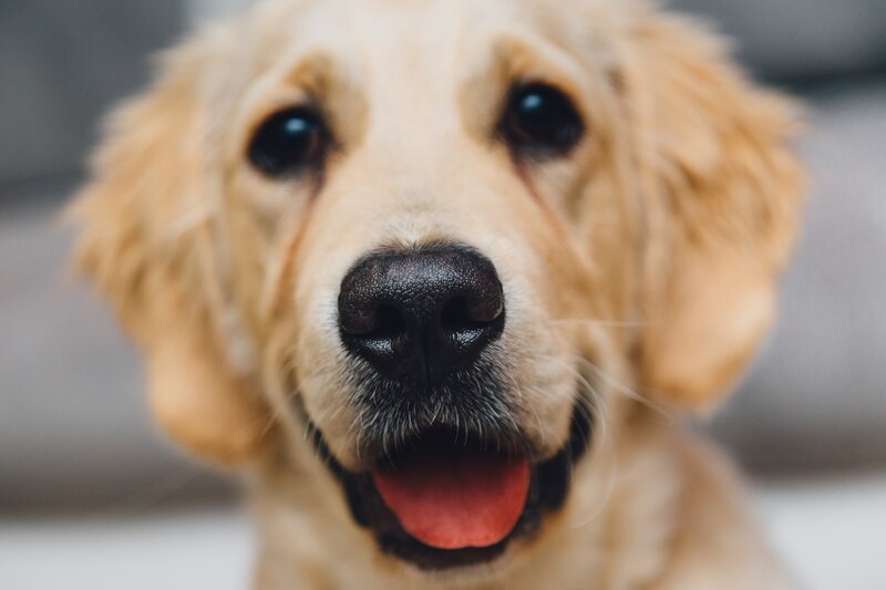 happy golden retriever puppy