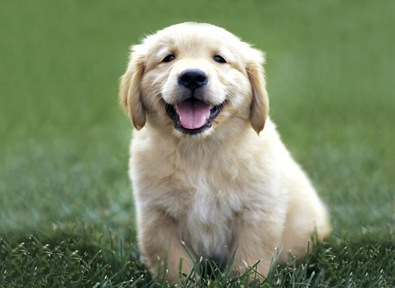 happy golden retriever puppy