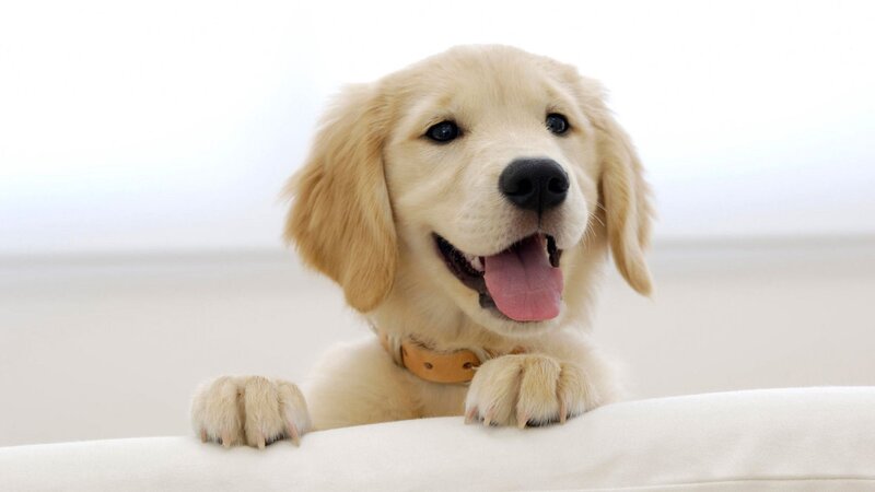 happy golden retriever puppy