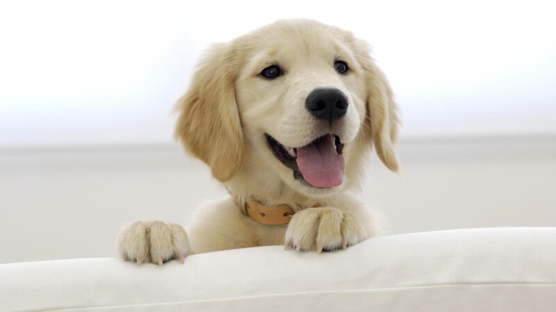 happy golden retriever puppy