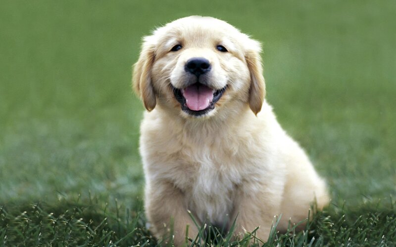 happy golden retriever puppy