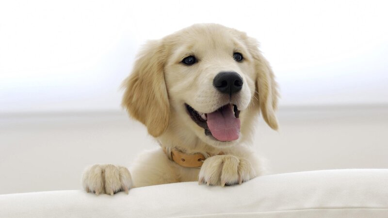 happy golden retriever puppy
