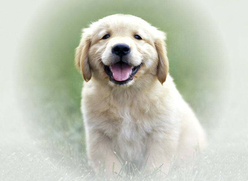 happy golden retriever puppy