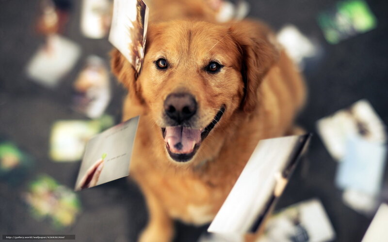 happy golden retriever surrounded by photos