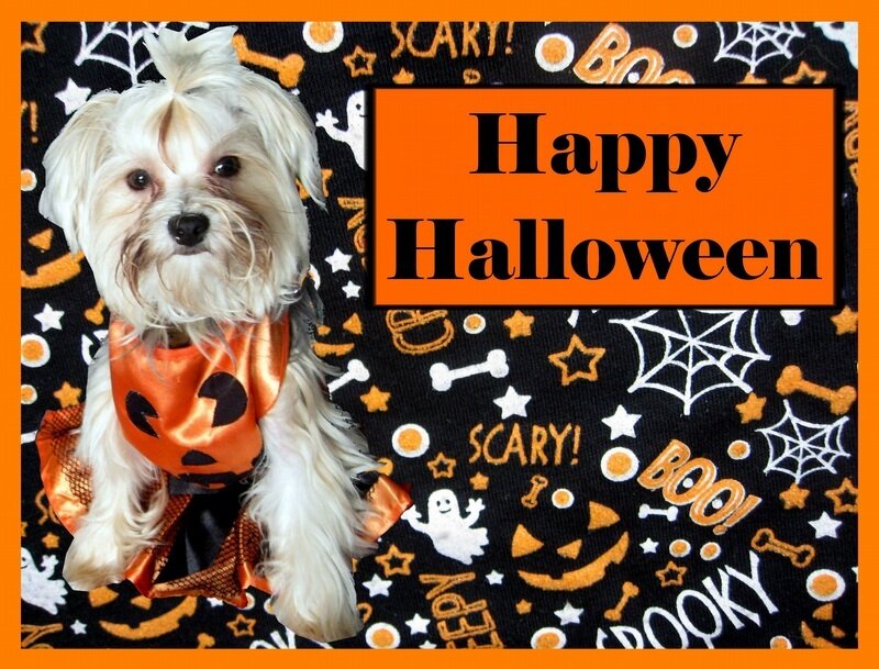 Happy Halloween dog
