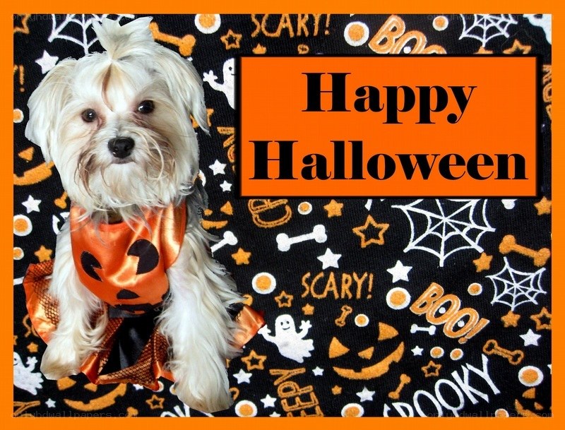 Happy Halloween dog
