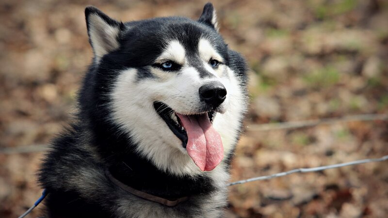 happy husky dog outdoors