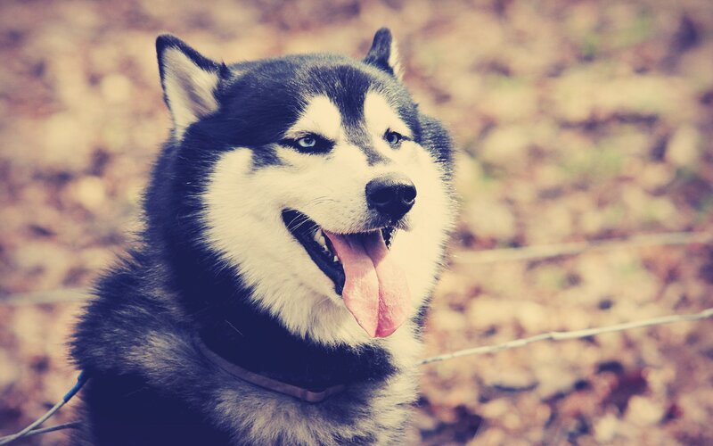 happy husky dog outdoors