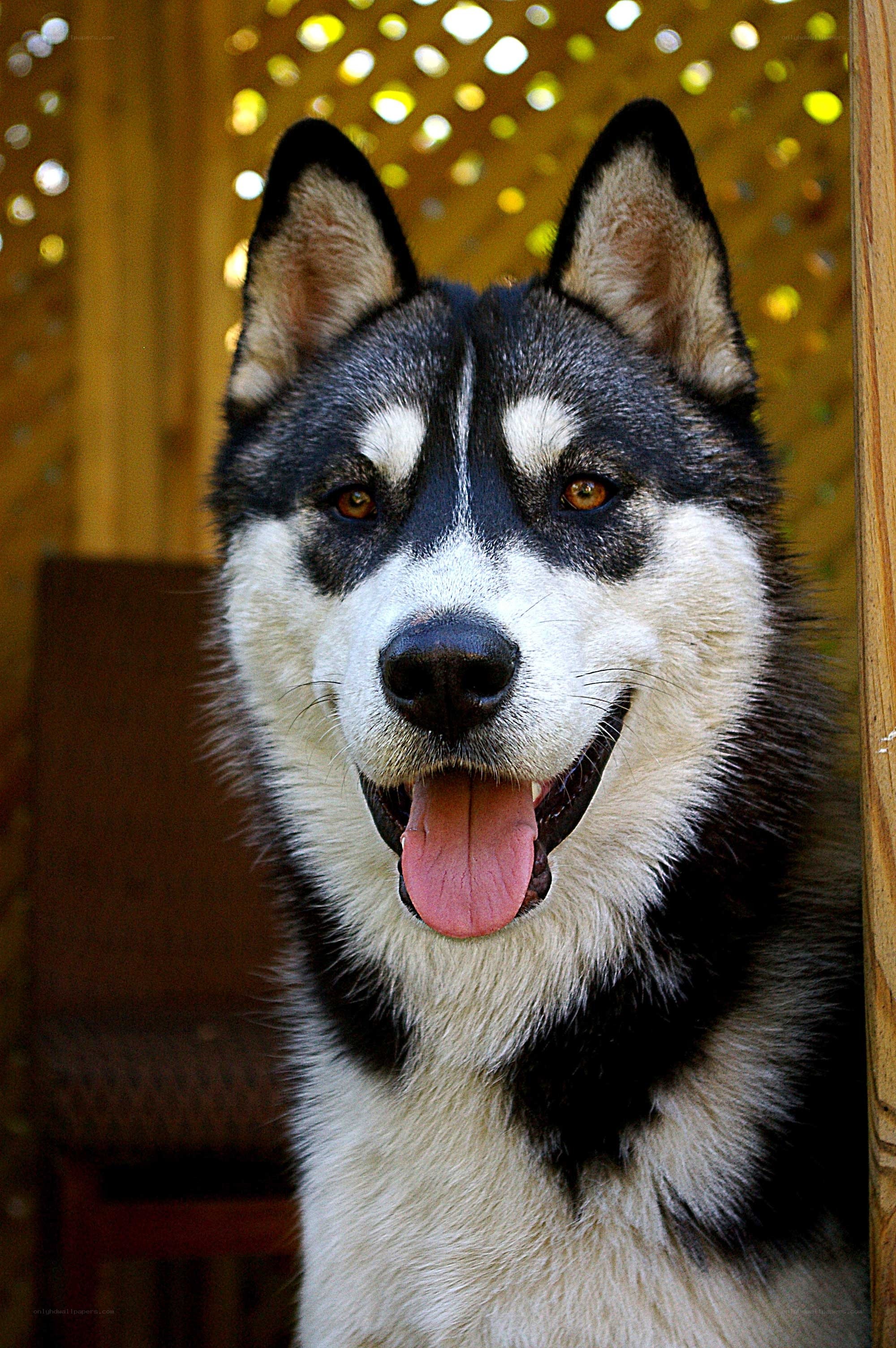 happy husky dog portrait