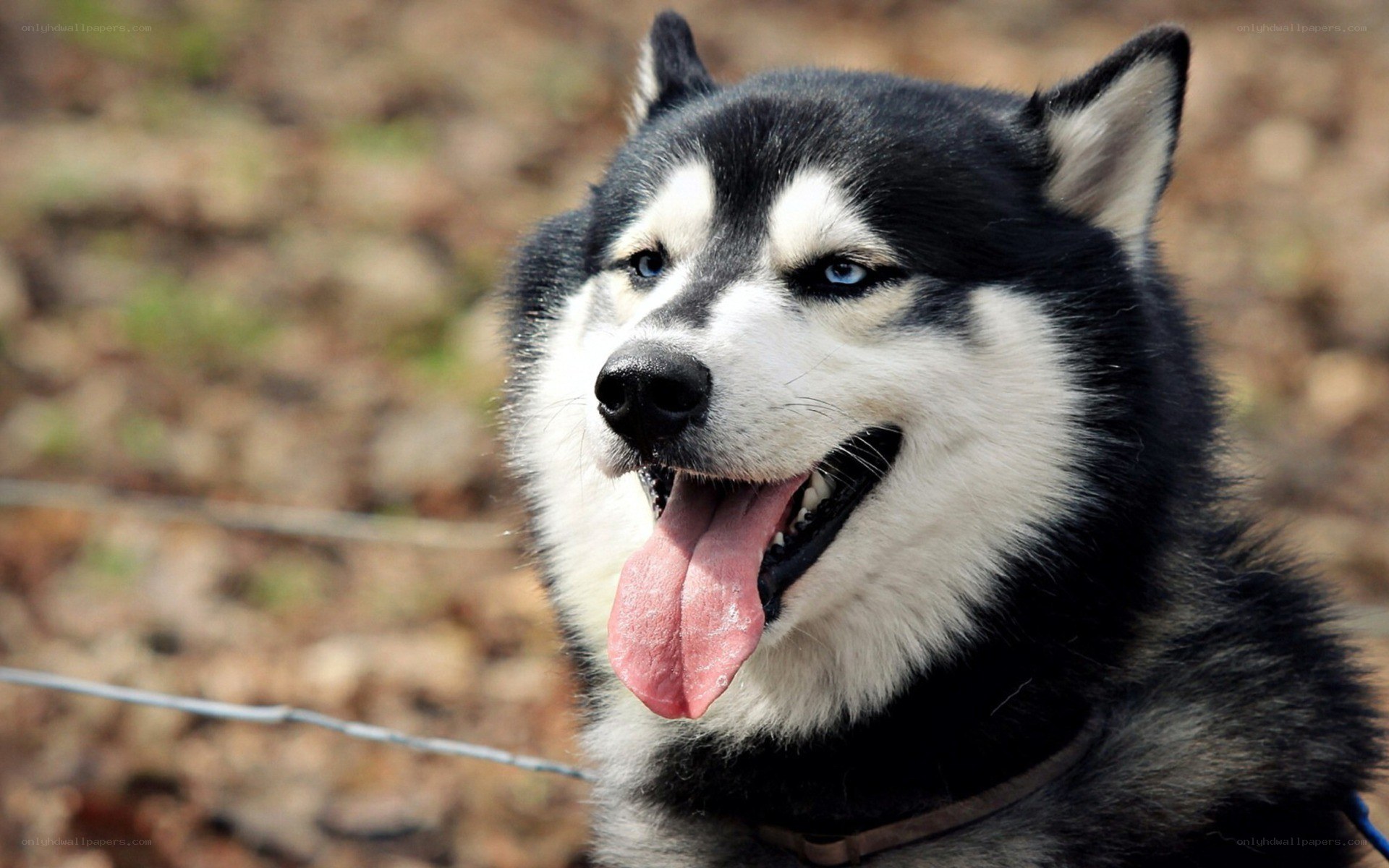 happy husky dog portrait