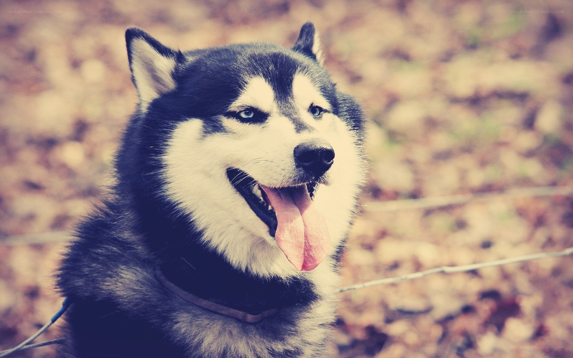 happy husky dog portrait