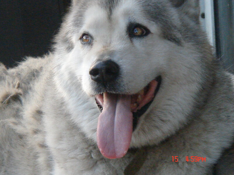 happy husky dog