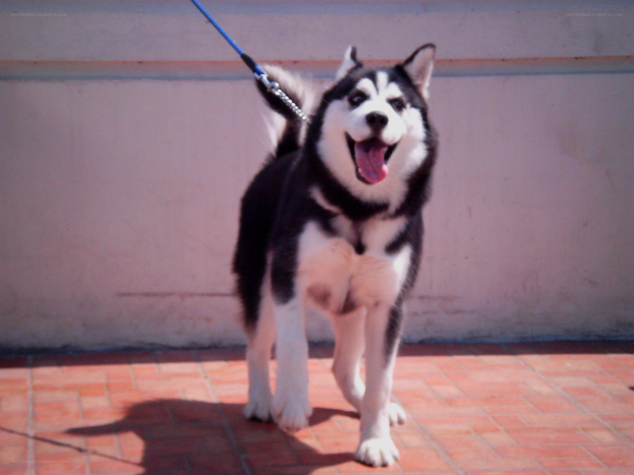happy husky on leash