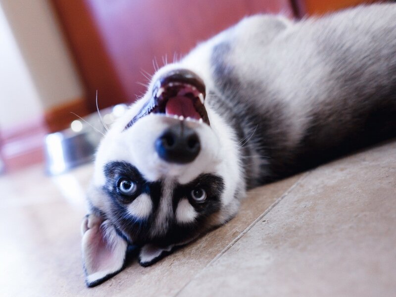 happy husky puppy on floor