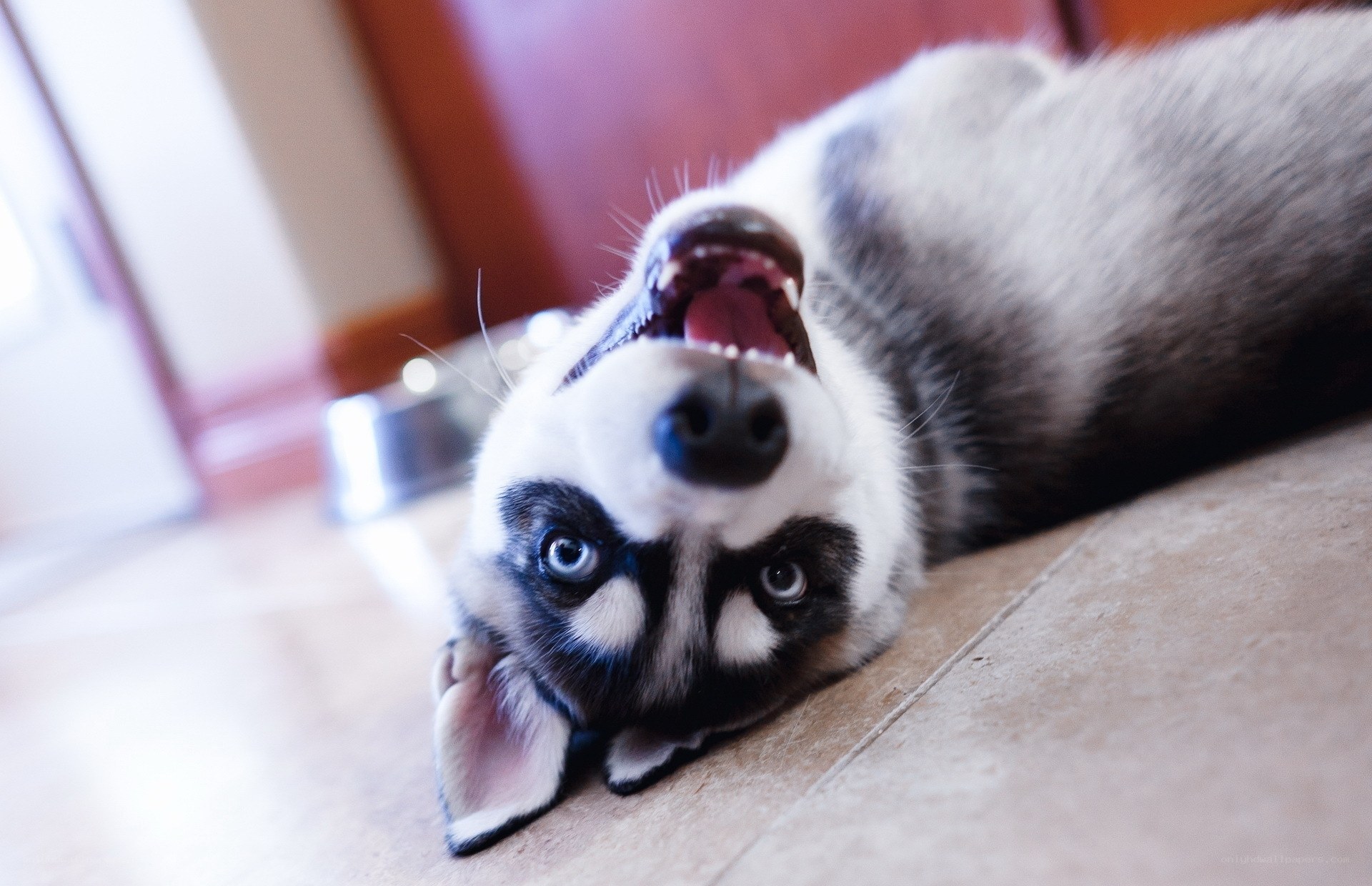happy husky puppy on floor