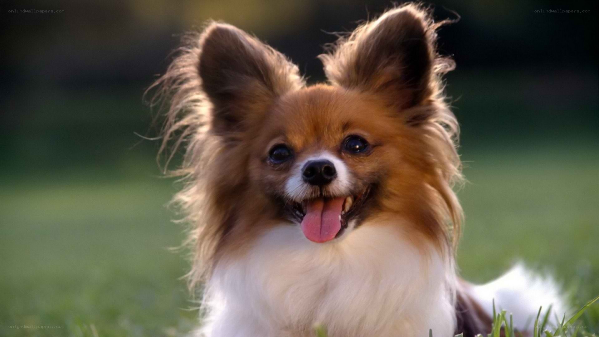 happy papillon dog in grass