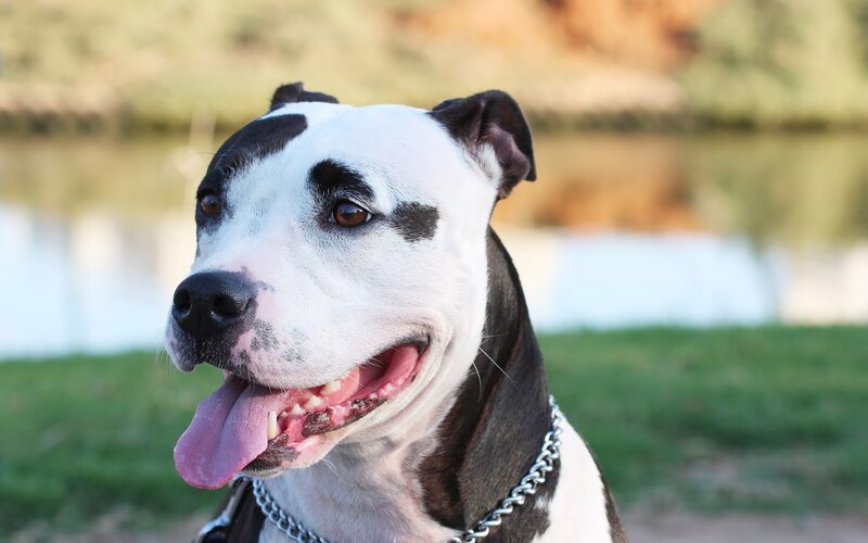 happy pitbull dog outdoors