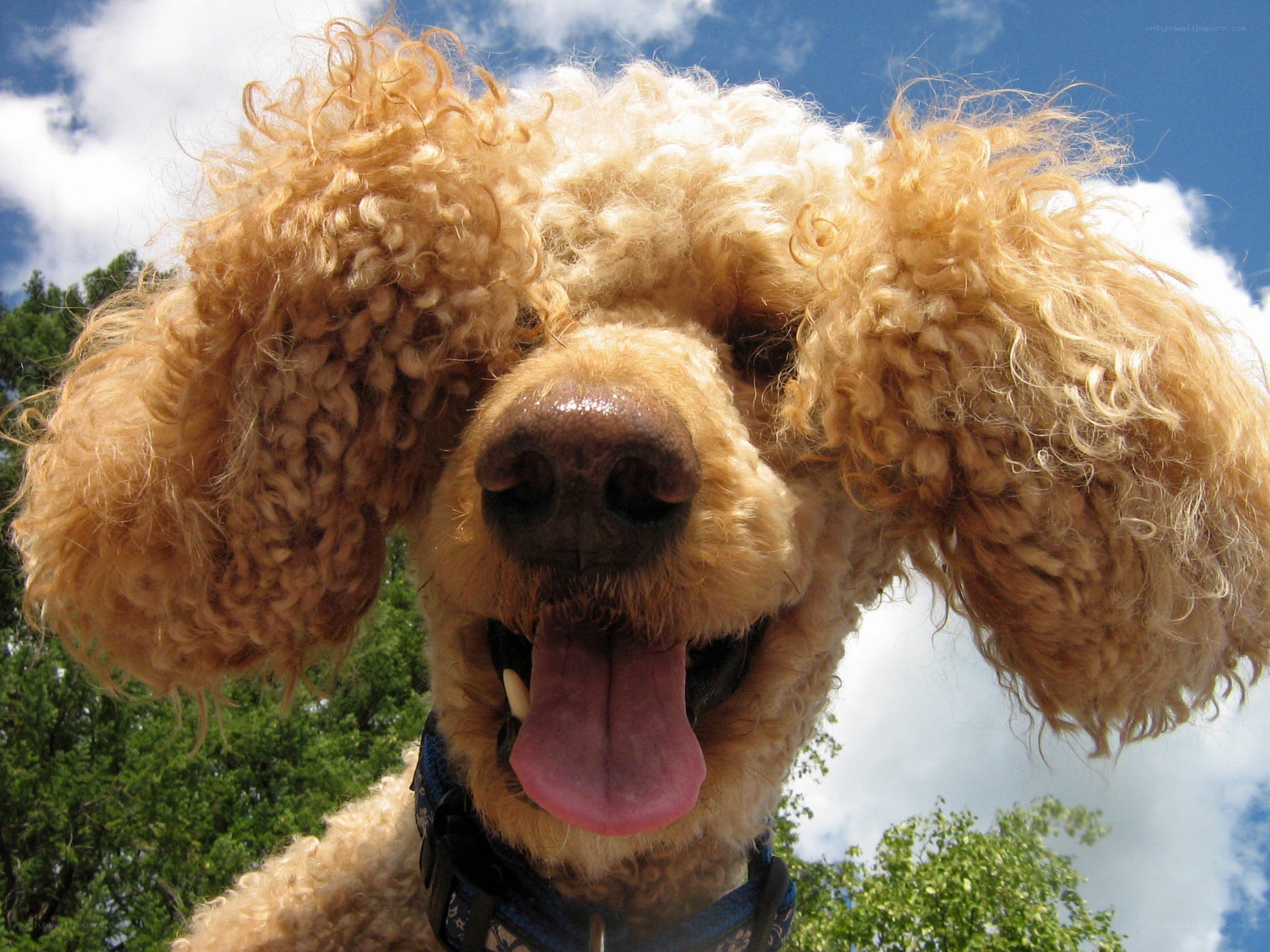 happy poodle dog outdoors