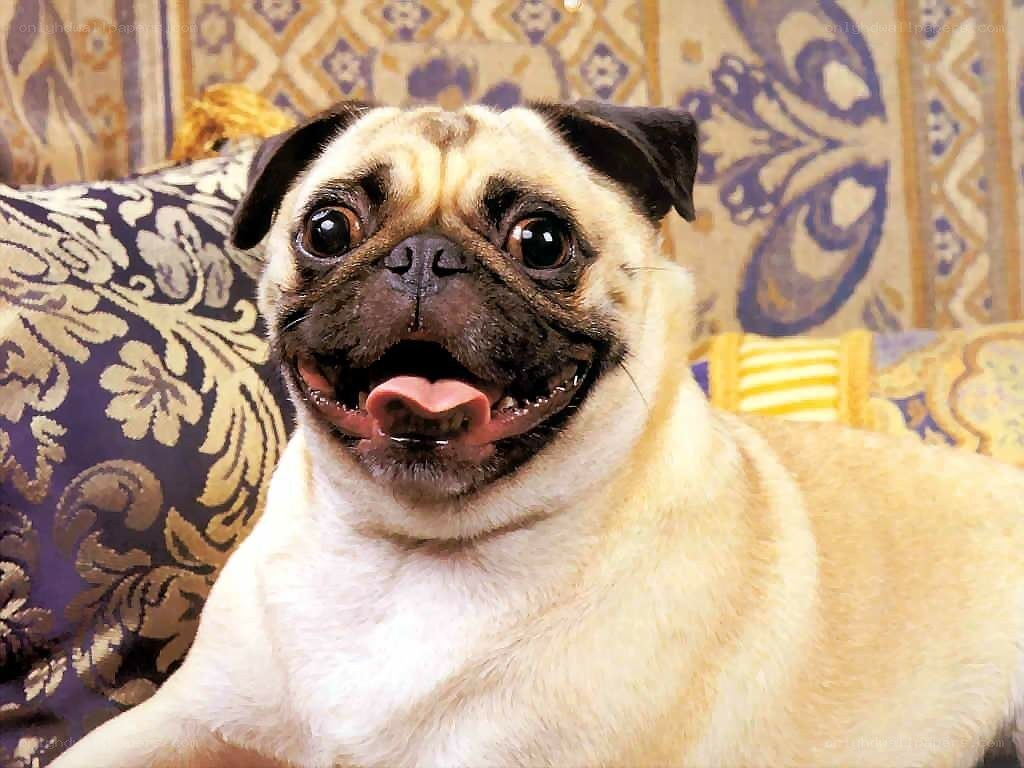 happy pug on a couch