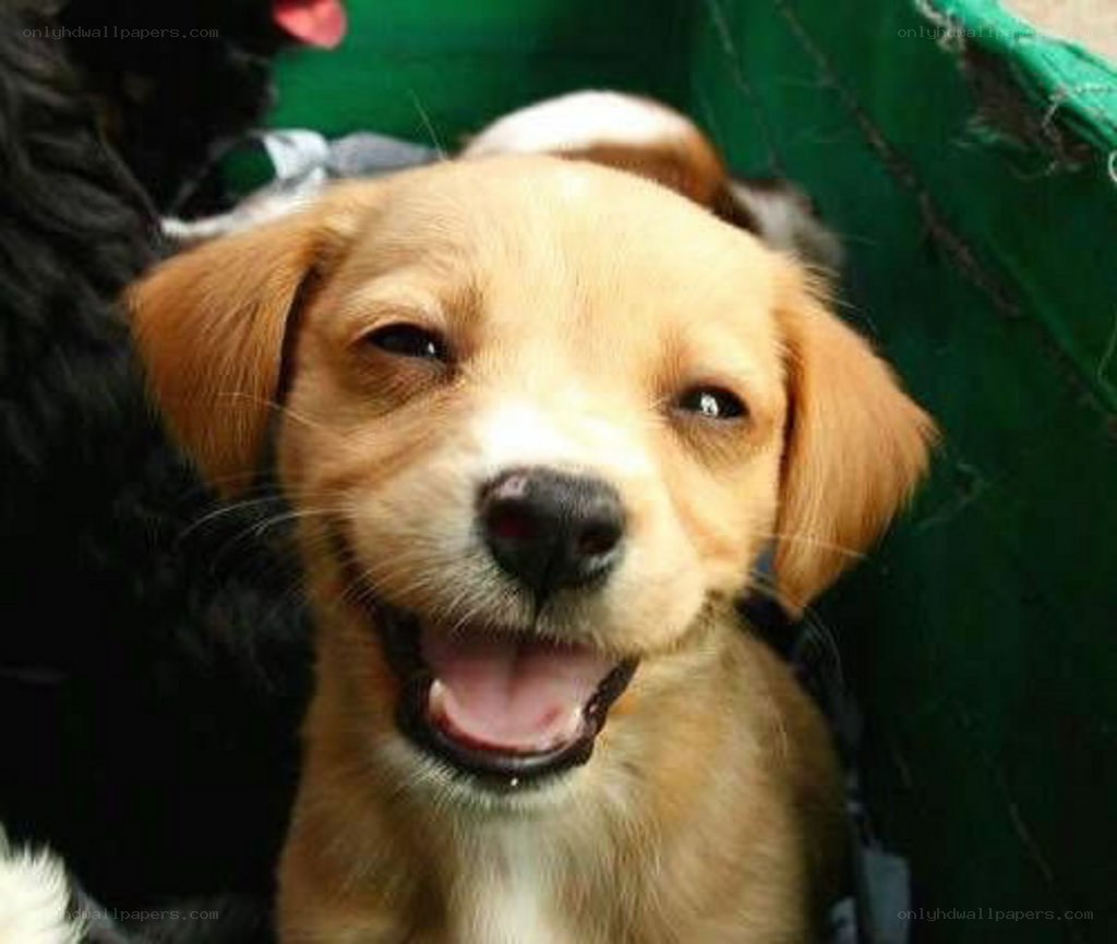 happy puppy in green basket