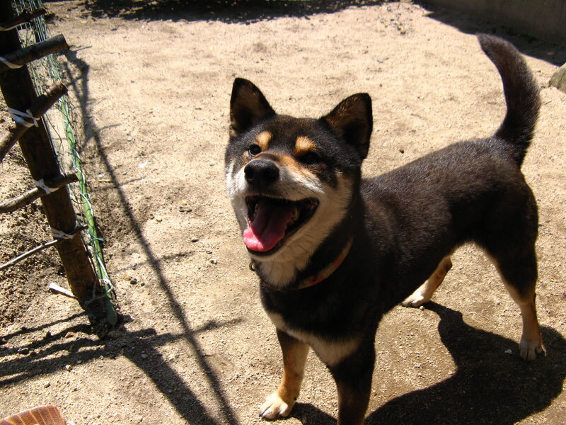 happy shiba inu dog
