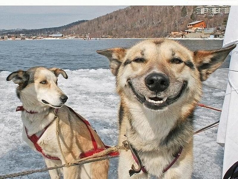 happy sled dogs on ice