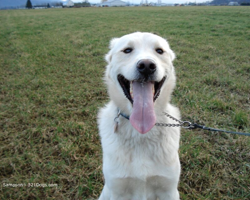 happy white dog in field