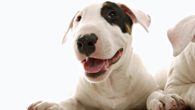 happy white puppy with black spots