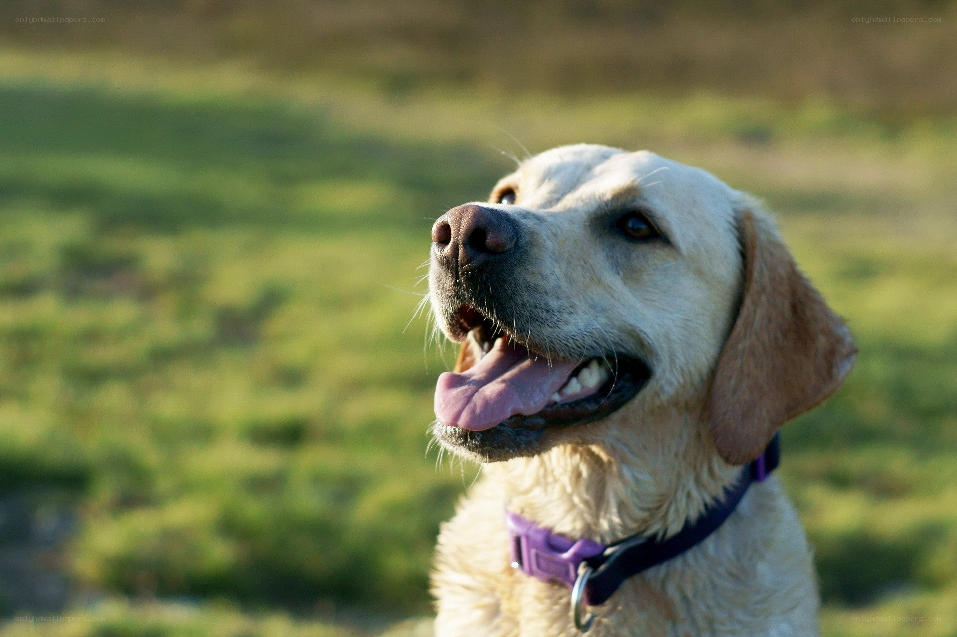 happy yellow lab outdoors