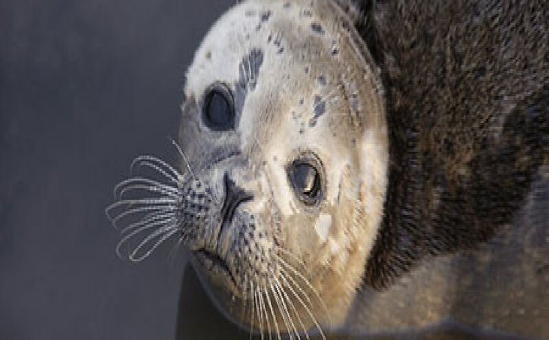 Harbor Seal Face