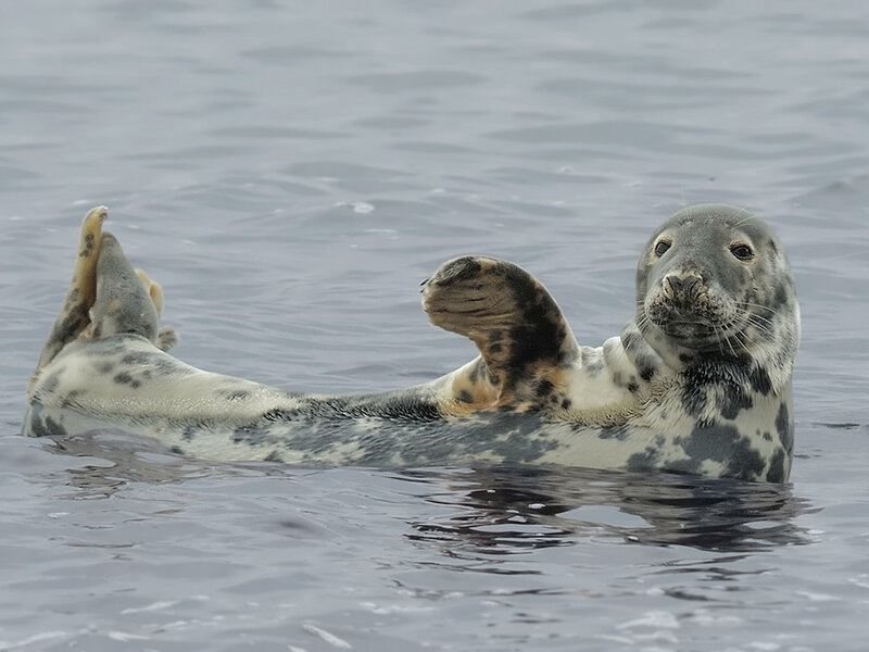 Harbor Seal in Water