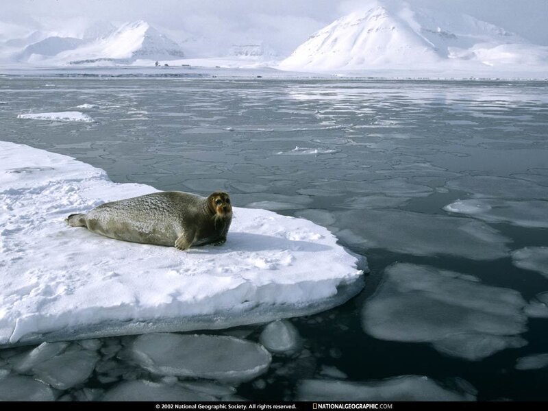 Harbor Seal on Ice