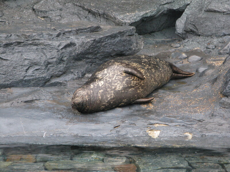 Harbor Seal on Rocks