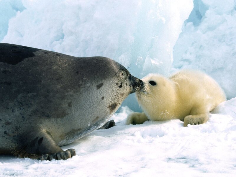 Harbor Seal Pup