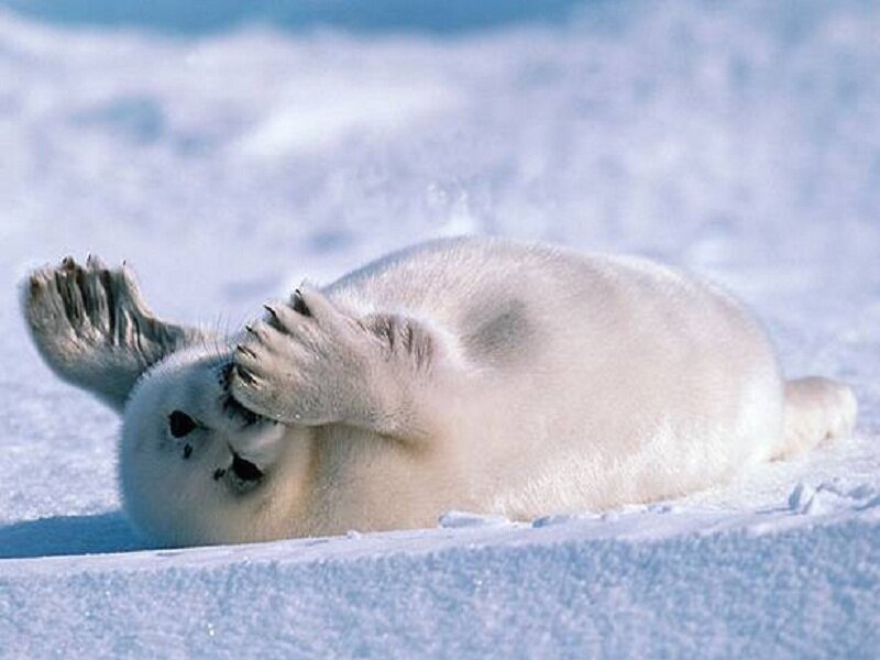 Harbor Seal Pup — White, Playful