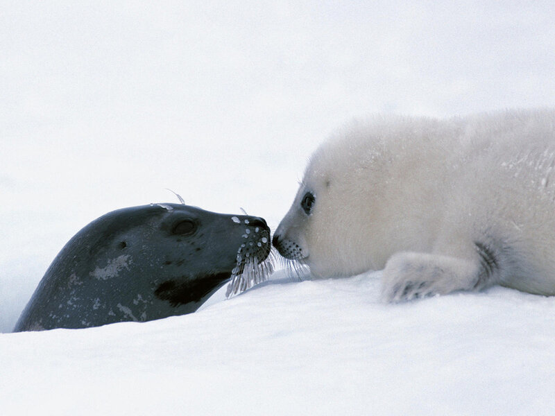 Harbor Seal Pup — White