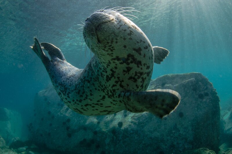 Harbor Seal Swimming