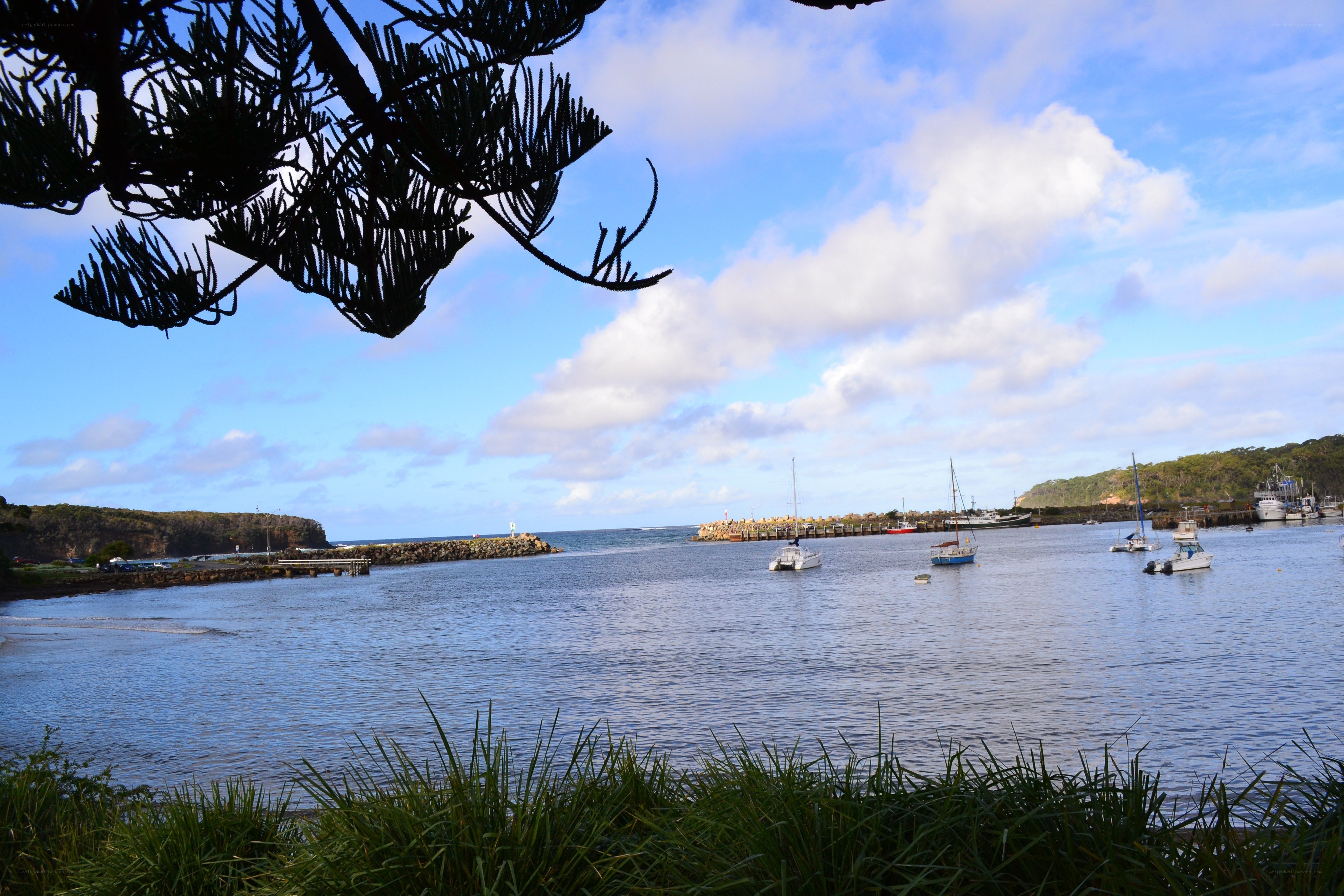 Harbor with boats and trees