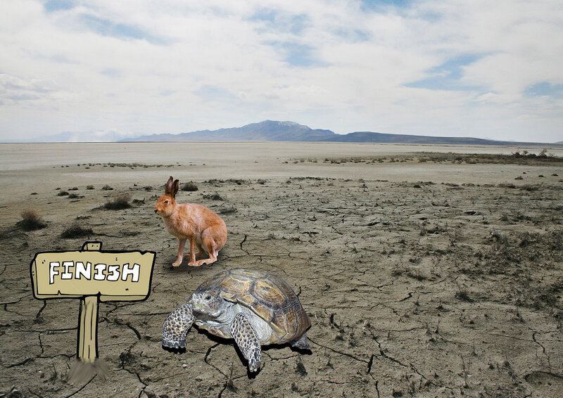Hare and Turtle in Desert