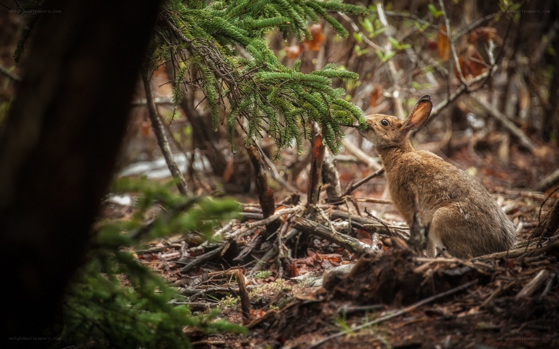 Hare eating tree branch