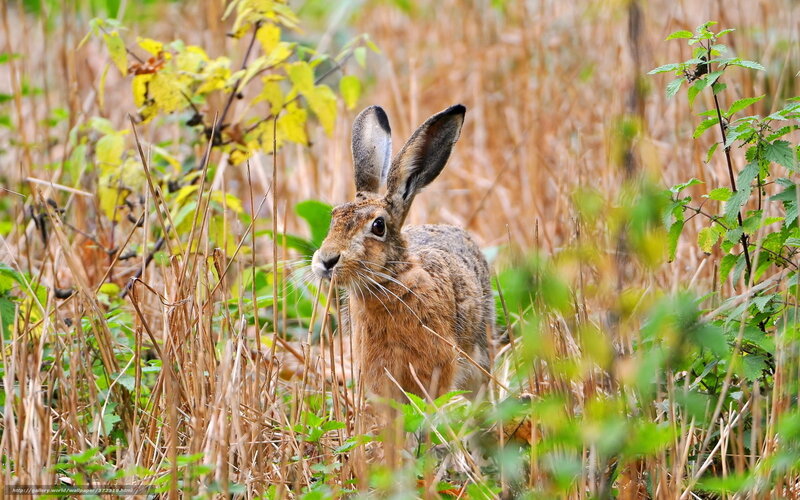 Hare in a field of tall grass