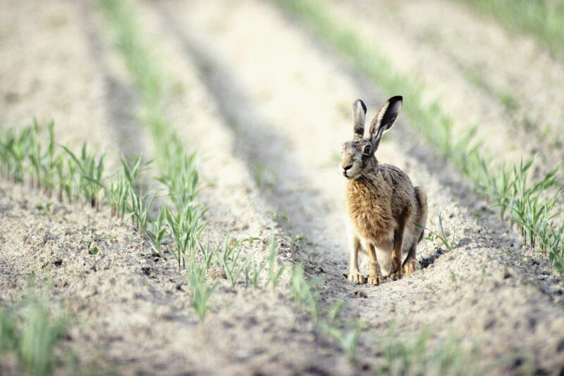 Hare in a field