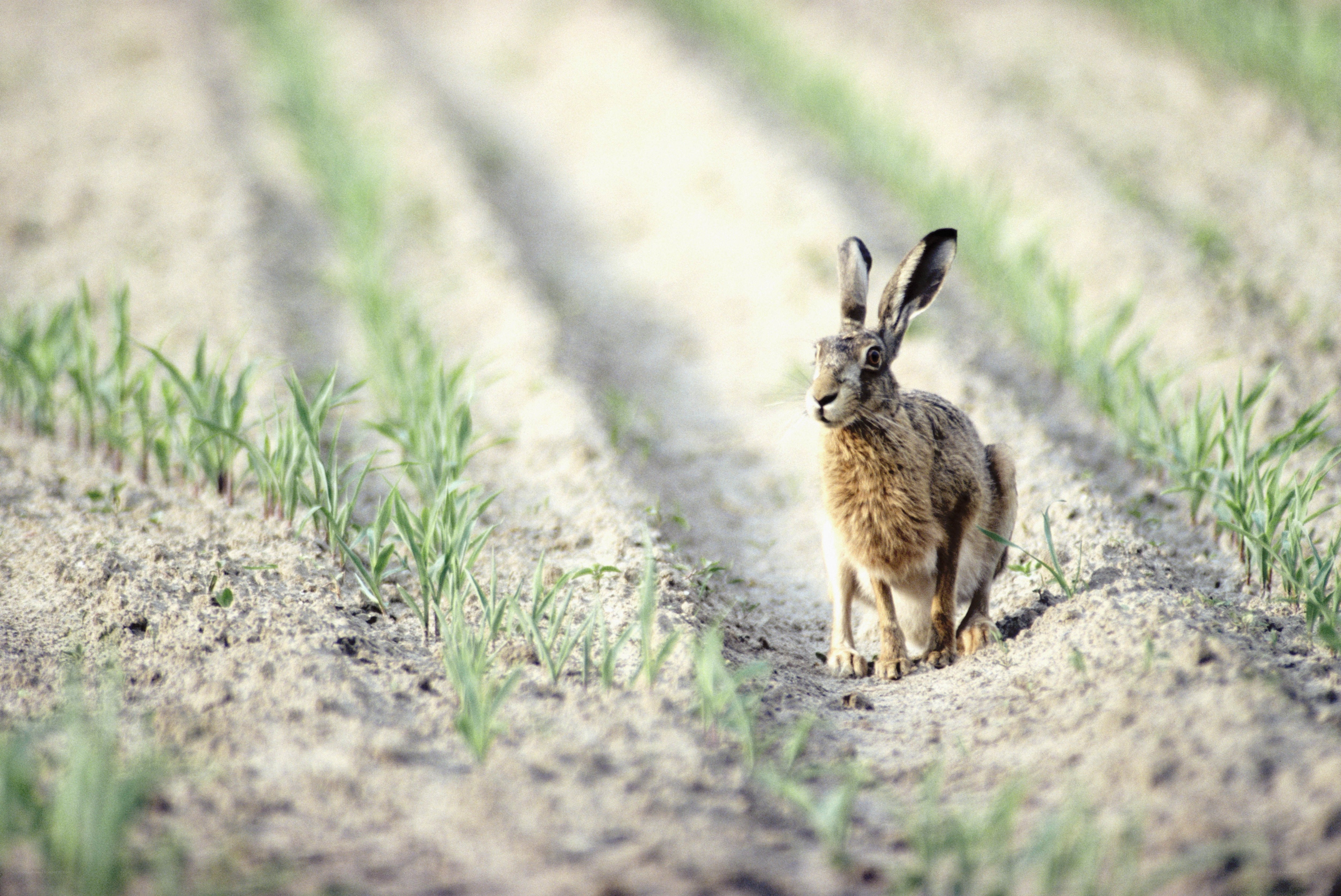 Hare in a field