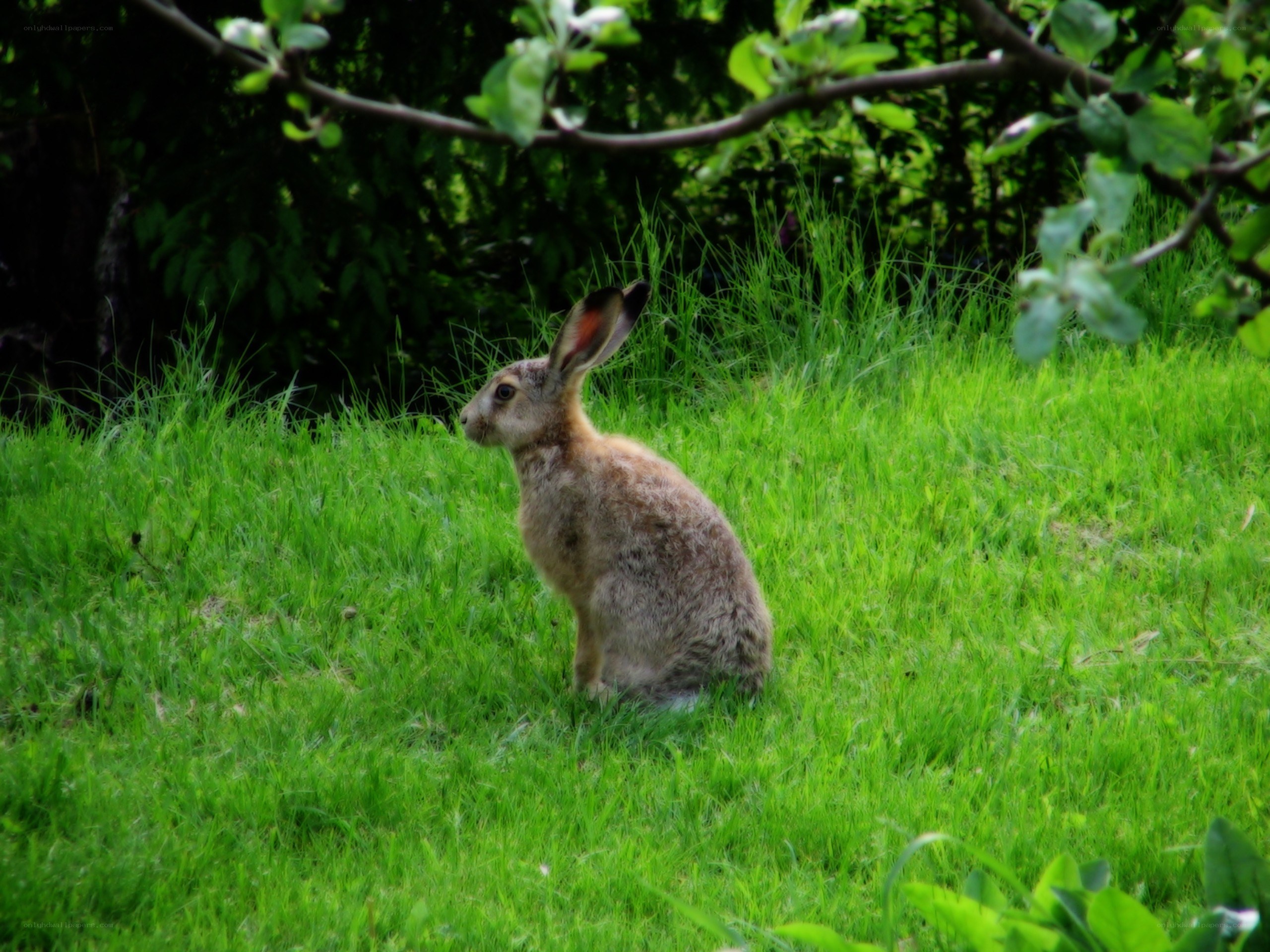 Hare in a grassy field