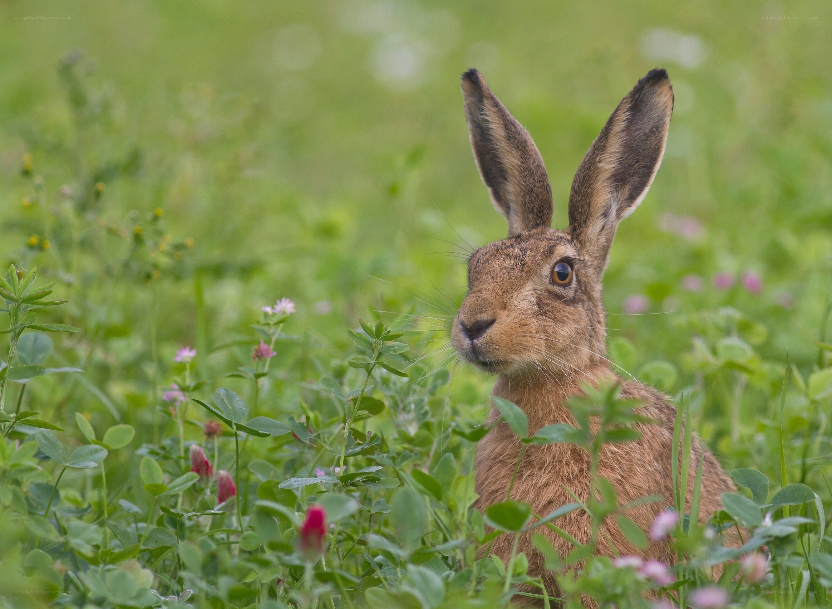 Hare in a green meadow