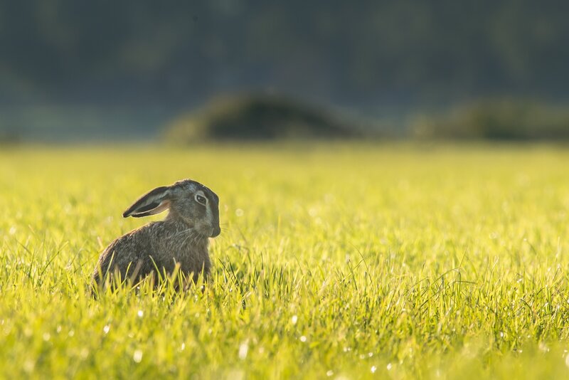 Hare in a sunlit field