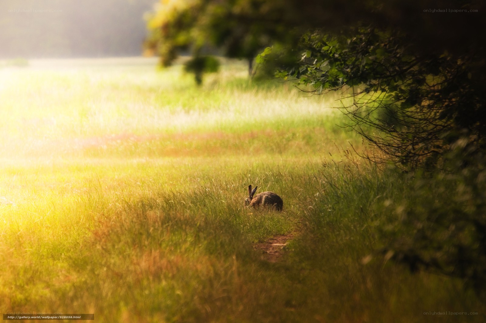 Hare in a sunlit meadow