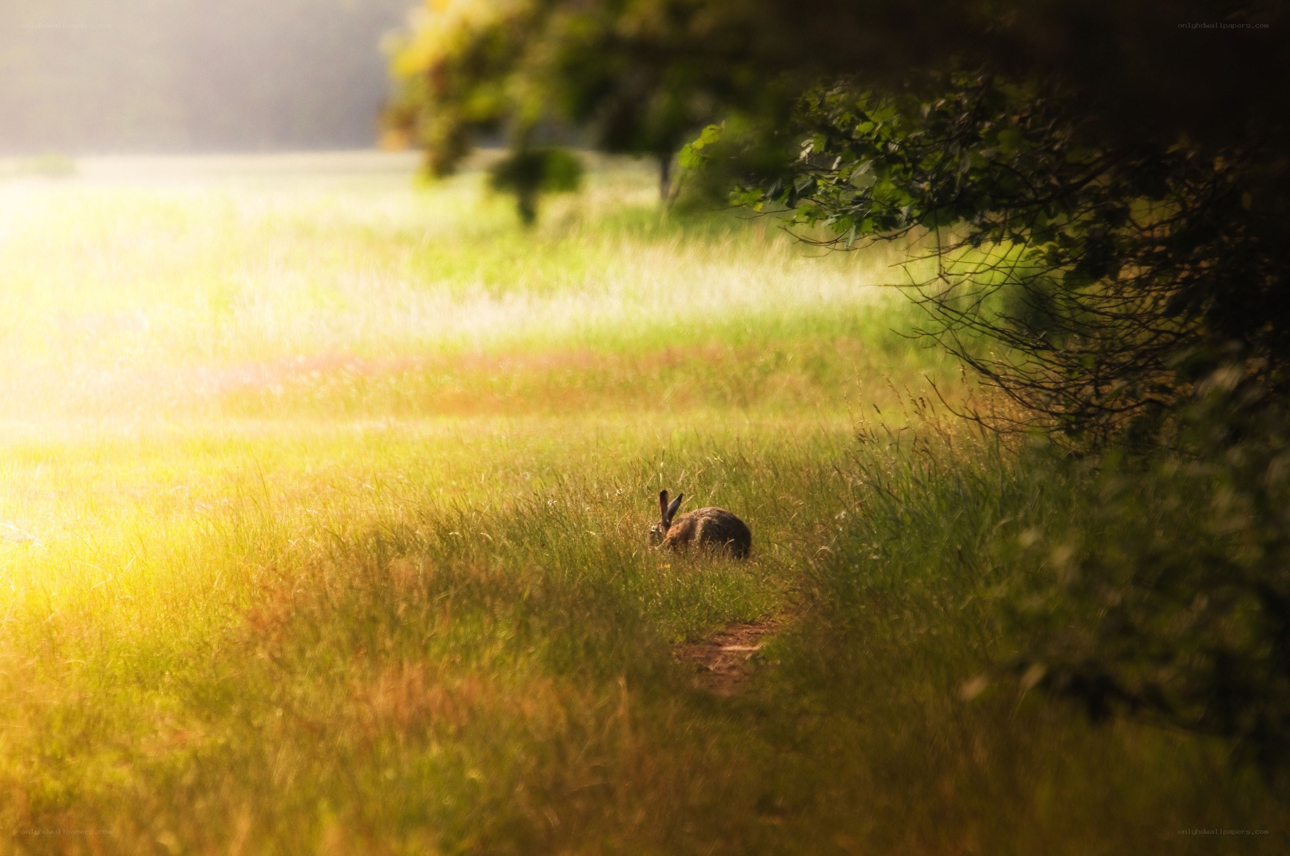 Hare in a sunlit meadow