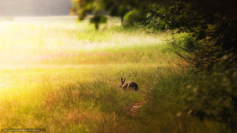 Hare in a sunlit meadow